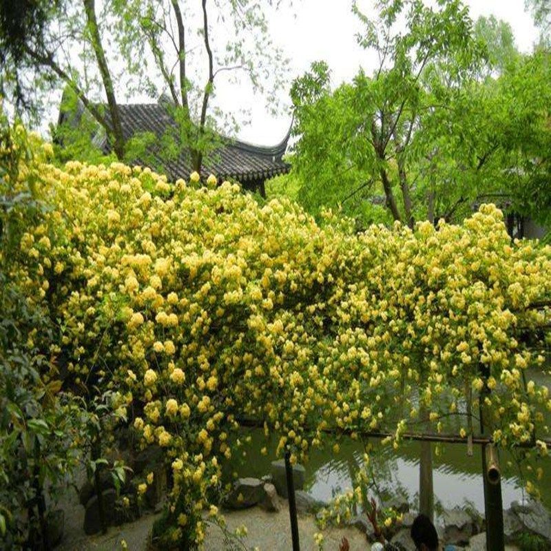 黄木香花苗爬藤攀援庭院植物七里香十里香L浓香黄木香阳台花卉盆
