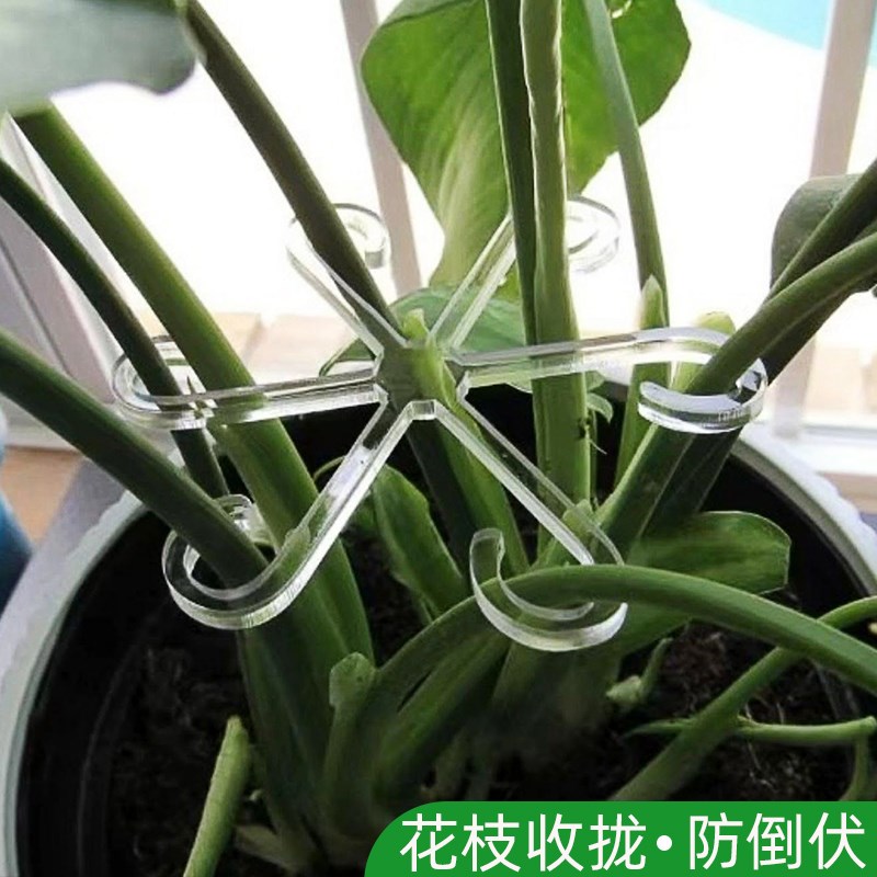 龟背竹防倒伏支架园艺花卉盆花支架水培植物透明花茎固定器收拢器