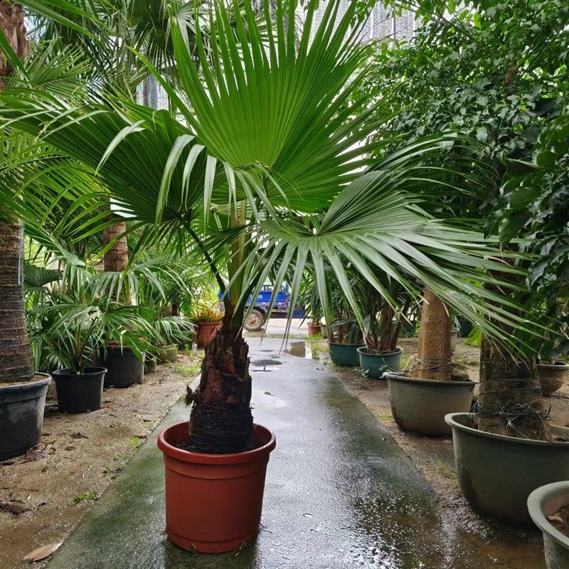 耐寒蒲葵植物棕榈科树扇叶室内外绿植四季长青大型观叶.好养活网