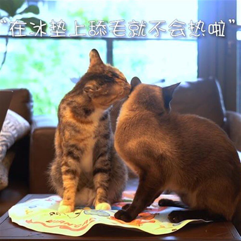 清凉过一夏 年糕家夏季降温解暑宠物猫咪狗狗冰垫冰窝