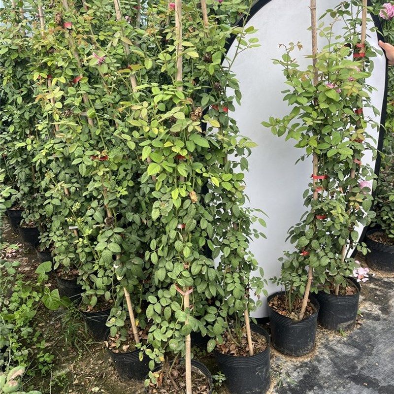 藤本月季花大苗1.5米发s货大型爬藤欧月红色黄色粉色庭院别墅廊架