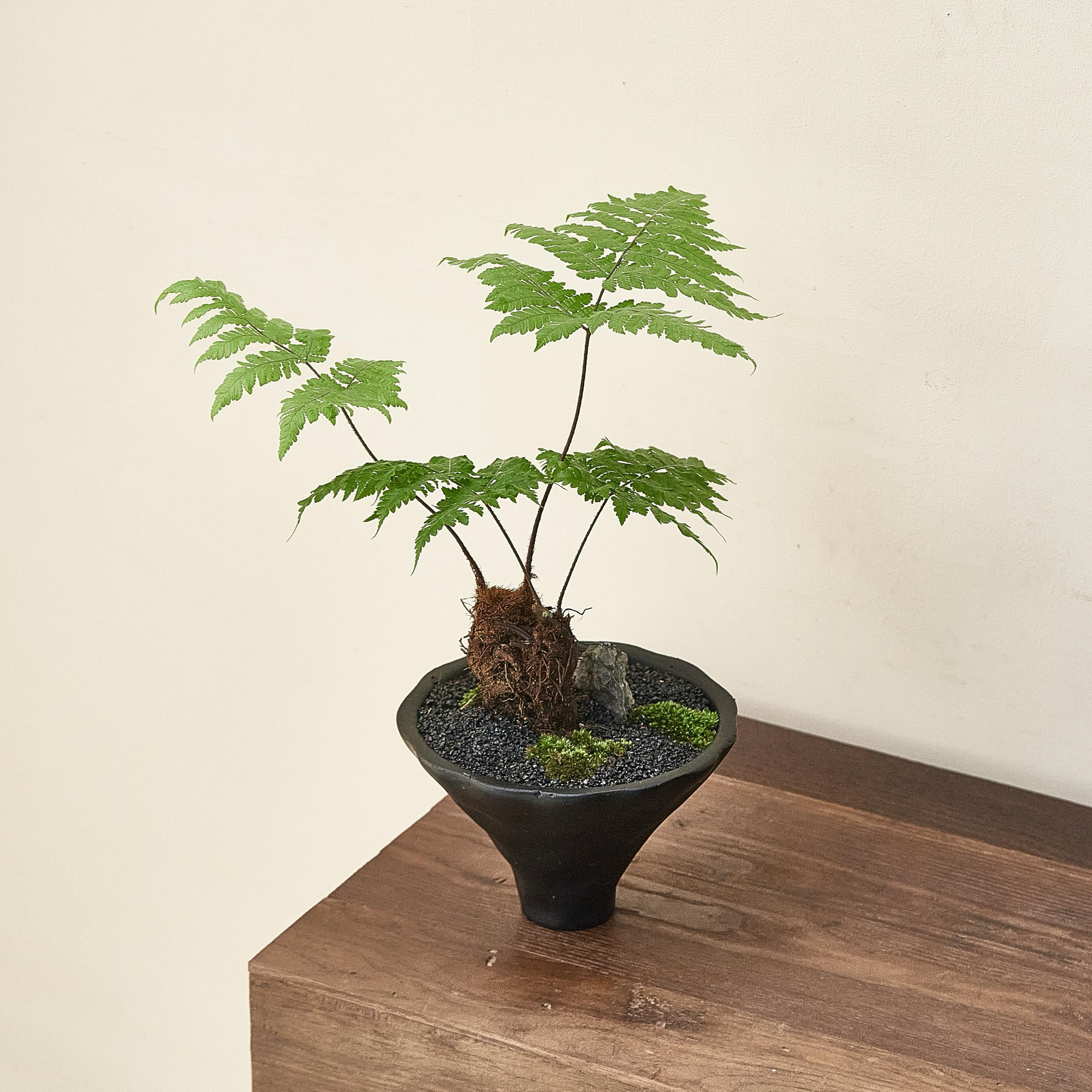 红鳞蕨盆栽侘寂风茶室内客厅摆件书桌红磷一叶蕨类植物新中式盆景