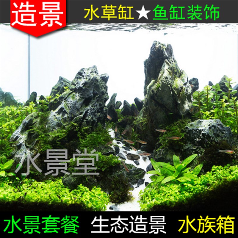 青龙石套餐小鱼缸里的水草植物假草造景水草打肥器