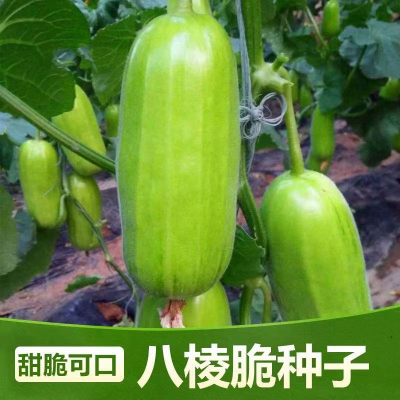 八棱脆香瓜种子高产青皮脆瓜种籽脆嫩香瓜农家庭院瓜果种孑