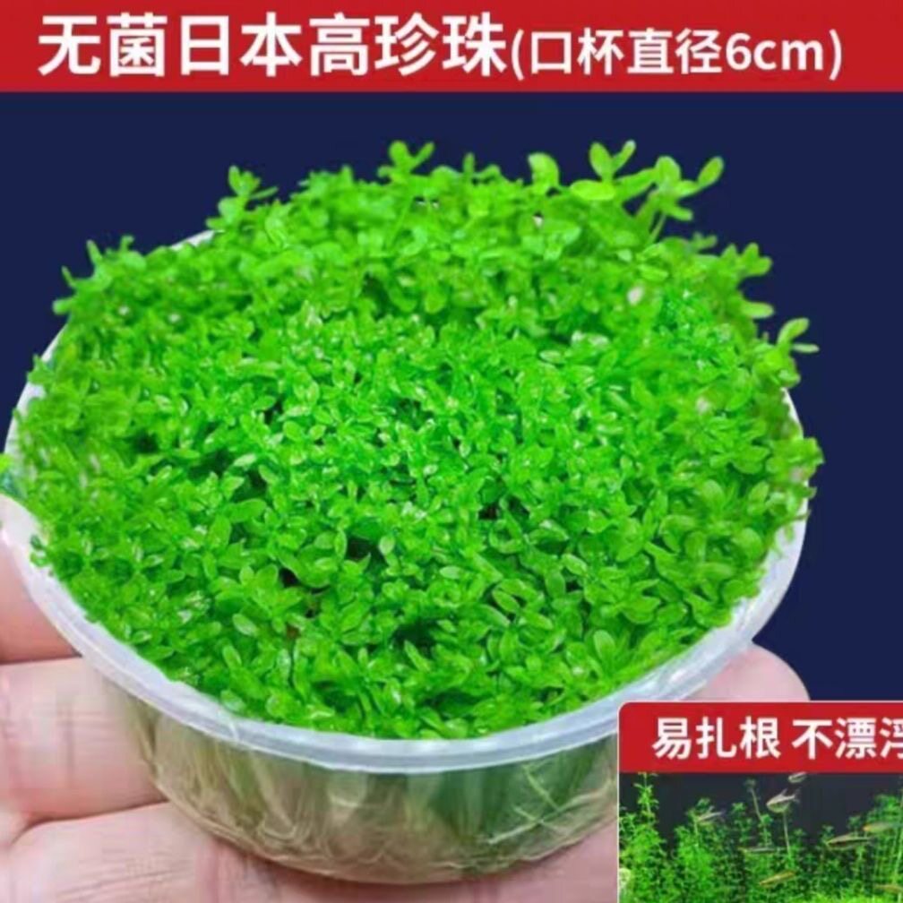 高珍珠水草无菌杯珍珠草水草懒人活体阴性淡水前景鱼缸造景水族草