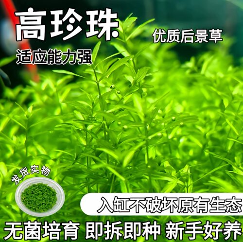 高珍珠水草无菌杯珍珠草水草懒人活体阴性淡水前景鱼缸造景水族草