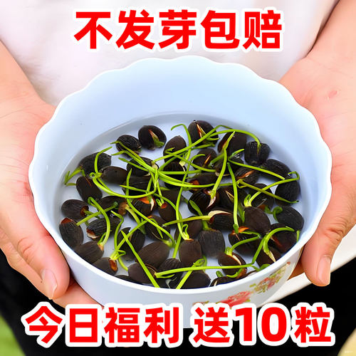 水培种籽子四季碗莲睡莲荷花种子