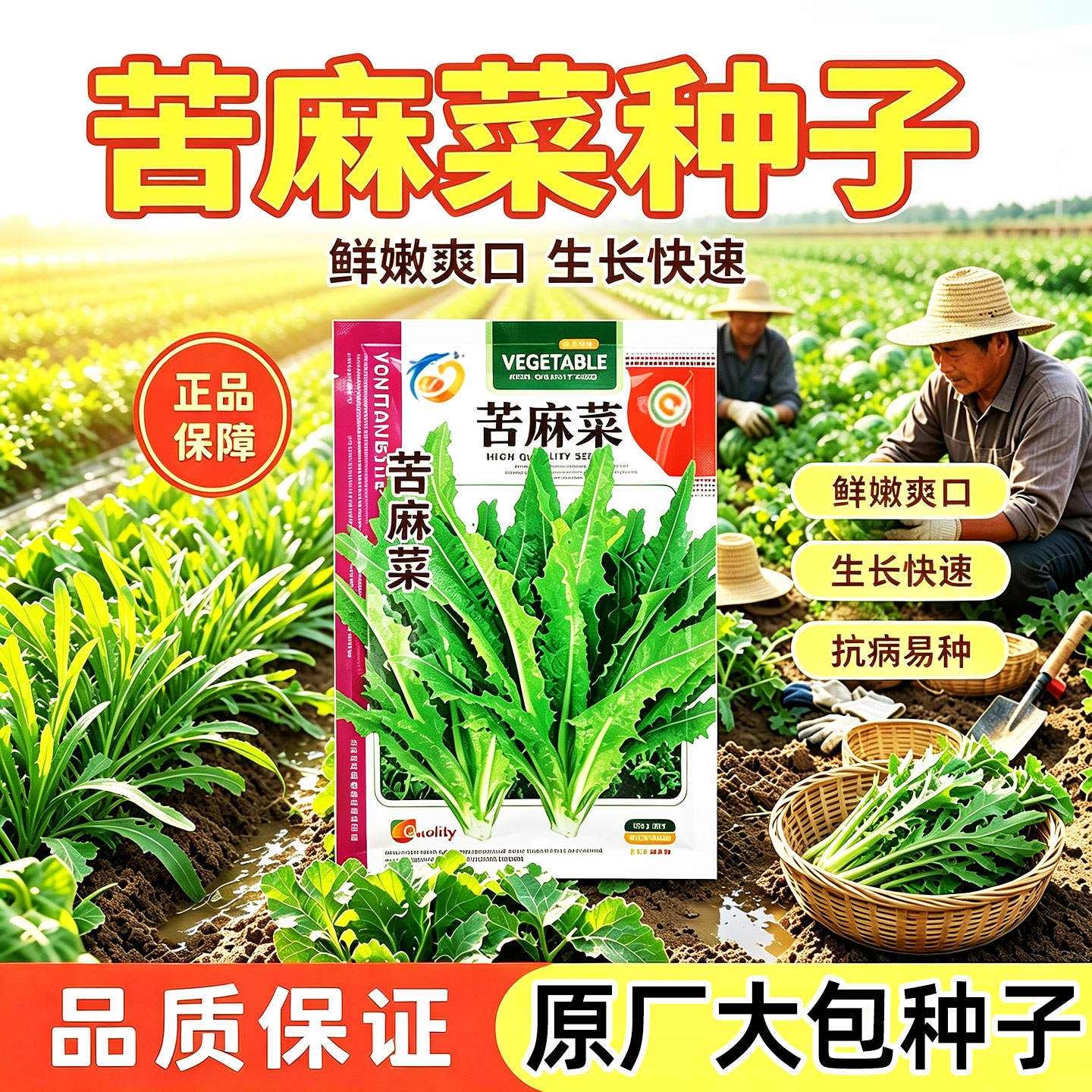 苦麻菜种子种籽曲麻菜苦麦菜蔬菜四季菜盆栽庭院阳台种孑苦麦菜籽