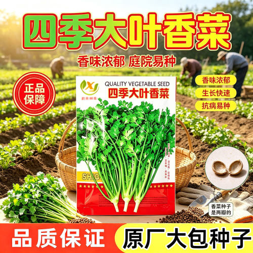 四季大叶香菜芫荽种子耐热耐寒