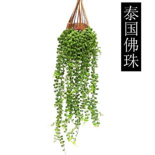绿悬挂多肉编织吊篮 吊兰百万心串钱藤爱之蔓锦一寸心垂吊植物四季