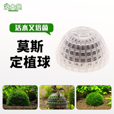 宠大条莫斯定植球懒人鱼缸造景