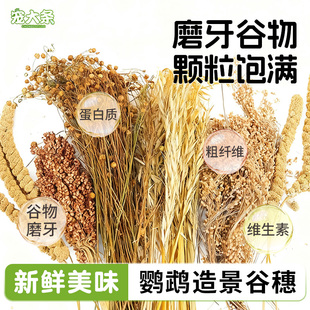 【宠大条】鹦鹉谷穗零食磨牙棒鸟笼布景造景用品虎皮玄凤鸟粮零食