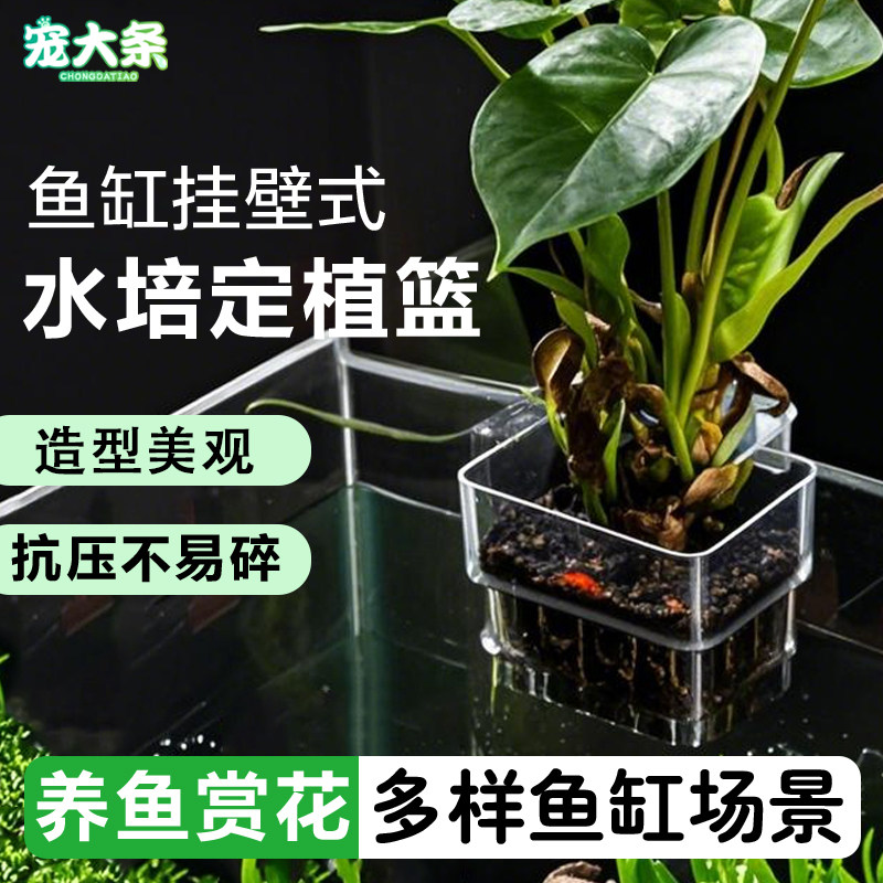 宠大条水培植物定植篮壁挂式图片