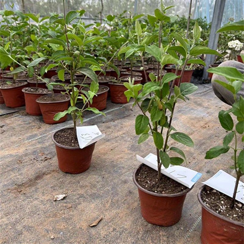 木本绣球斗球中华木绣球正宗大花斗球室内外庭院盆栽地栽耐寒花卉,鲜花速递/花卉仿真/绿植园艺,绣球/木绣球/木本植物,淘宝优惠券,粉丝福利购,淘宝优惠卷