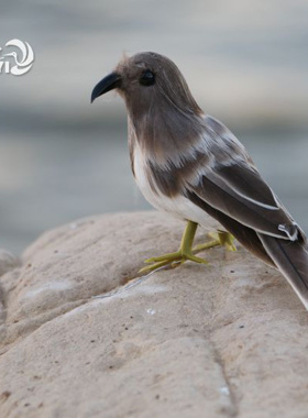 仿真小鸟彩色羽h毛鸟摆件鸟笼装饰假鸟摄影装饰喜鹊麻雀小鸟仿真