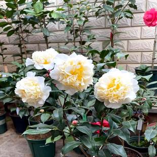 黄绣球山茶花黄色花止咳止喘取样探头星河