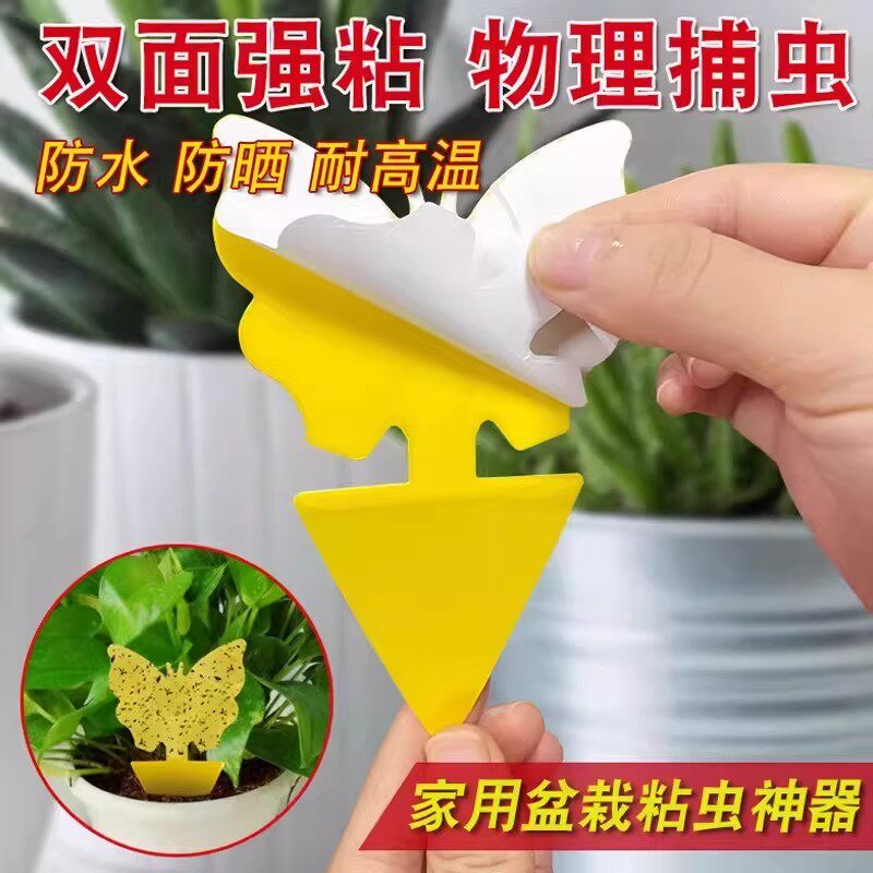 花卉盆栽双面粘虫板除果蝇