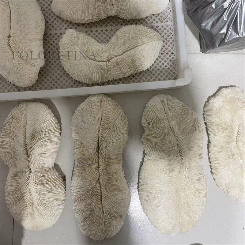 现代简约天然海产品珊瑚装饰品摆件样板间玄关柜体天然珊瑚装饰品