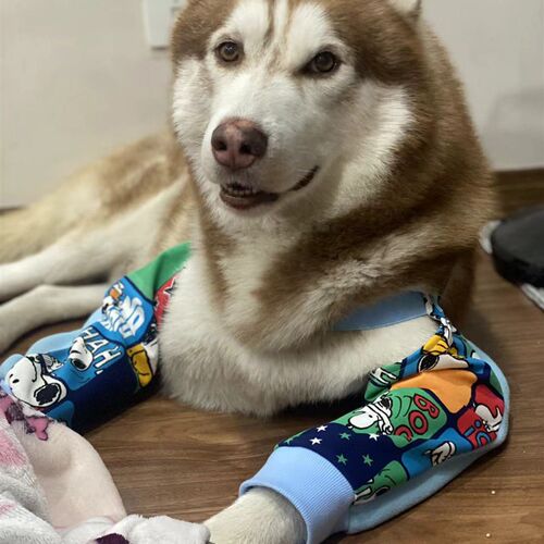 两腿护肘金毛拉布拉多狗前腿关节保护套大腿护膝宠物保暖防舔磨损