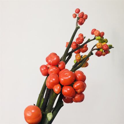 小南瓜小众稀有精品应季花材家庭瓶插花艺婚庆节日比赛装饰花束用