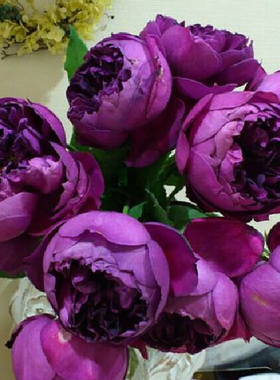 秋日胭脂阳台f浓香花卉月季花大苗盆栽暗紫色玫瑰花室内绿植物四