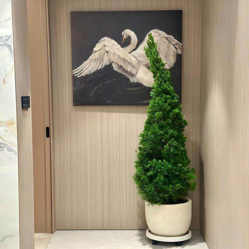 龙柏松盆栽塔松圣诞树室内客厅绿植大型户外好养植物侧柏四季常青