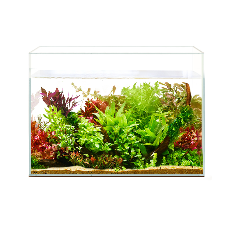 鱼缸水草植物真草缸造景套餐x成品前景爬地珍珠新手鱼缸装饰套餐