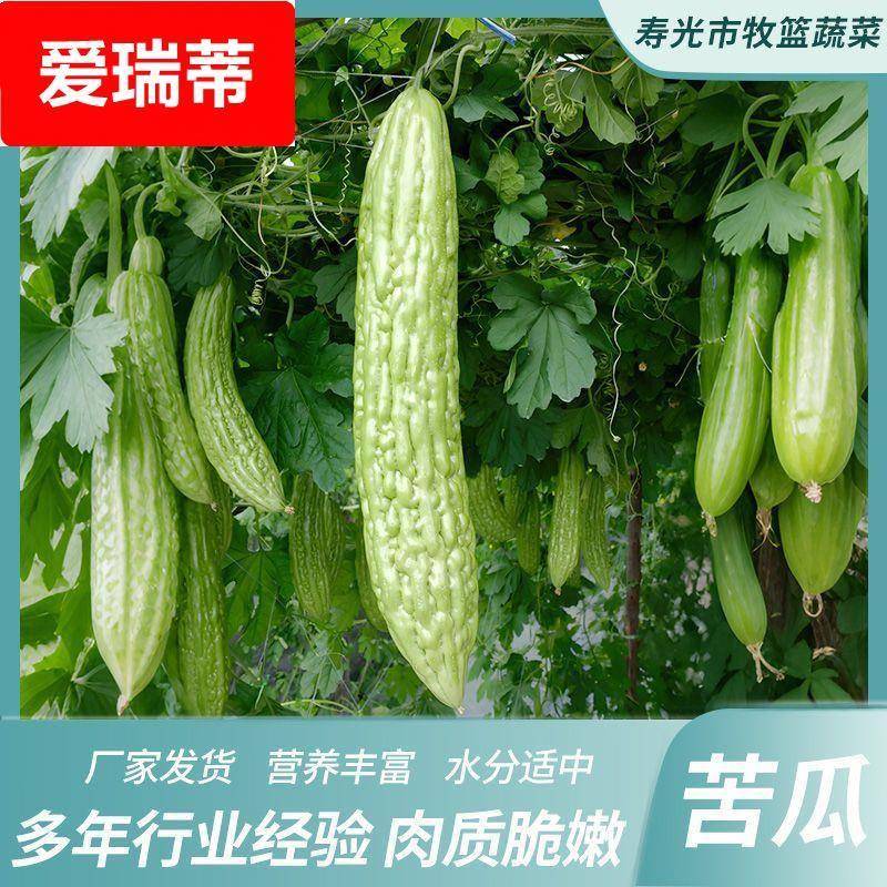 苦瓜5斤农家自种凉瓜苦瓜脆嫩营养蔬菜山东产地现摘现发当季