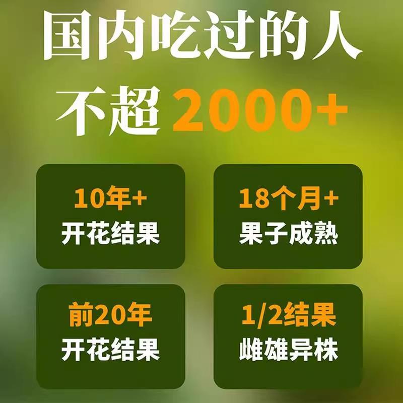 云南巴拉那松子2025新货拇指大颗粒原味坚果礼盒装送礼官方旗舰店
