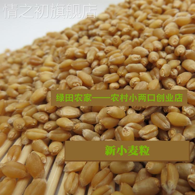 2022年新收今年新小麦粒做小麦酱煮粥麦芽糖山东带麸皮小麦包邮