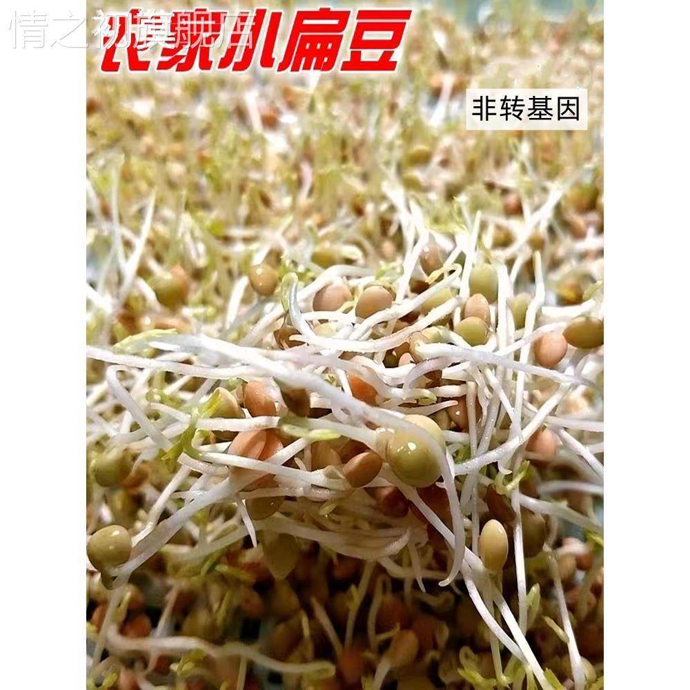 发芽专用小扁豆甘肃特产农家高原金豌豆兵豆绿扁豆五谷杂粮扁豆子