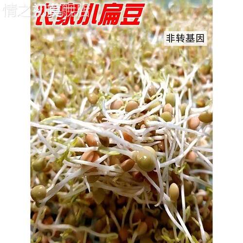 发芽专用小扁豆甘肃特产农家高原金豌豆兵豆绿扁豆五谷杂粮扁豆子
