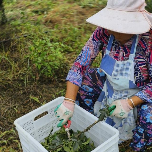 贵州特产关岭保鲜花椒新鲜特麻特香冷冻保鲜花椒真空包装木姜子
