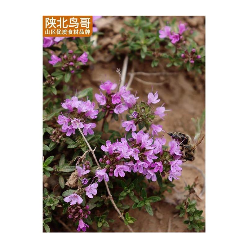地椒叶百里香陕北地椒草陕北铁锅炖羊肉去膻调料山花椒胡椒150g