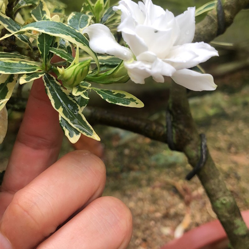 开花小叶栀子花棒棒糖盆景办公室桌H面造型摆件阳台斑露树苗