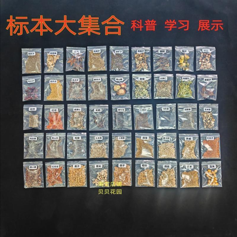 种子标本植物蔬菜中药材豆子花草各种各样的果实标本大全展览展示