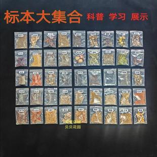 种子标本植物蔬菜中药材豆子花草各种各样的果实标本大全展览展示