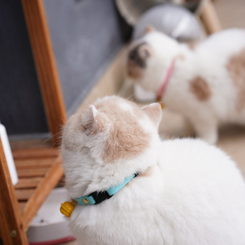 猫铃铛 日系无声项圈猫咪脖子饰品可调节宠物英短可爱小幼猫用品,宠物/宠物食品及用品,项圈/肩带,淘宝优惠券,粉丝福利购,淘宝优惠卷