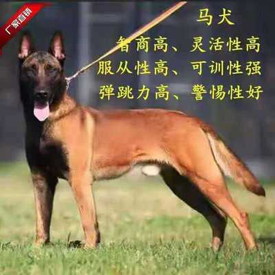 马犬幼犬活体纯种马犬军犬警犬科目马犬黑红马犬猎犬看Z家护院狼