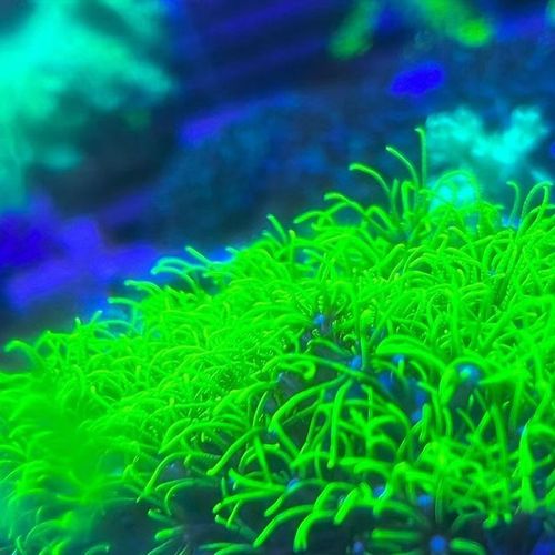 荧光草皮珊瑚软体珊瑚绿草皮海缸生物珊瑚皮实好养包邮到家