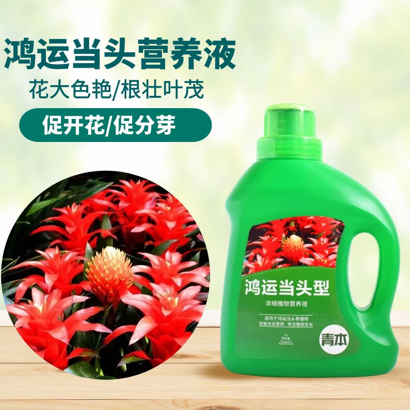 鸿运当头专用营养液家用白掌红掌鸿运当头养花肥料盆栽土水培通用