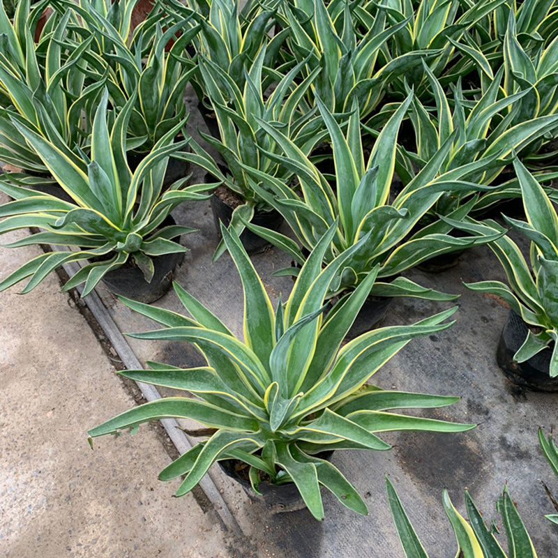 龙舌兰盆栽室内大株多肉植物大颗老桩巨型稀有品种盆景树苗好养活