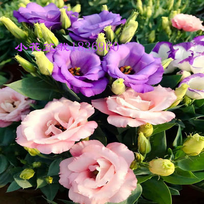 洋桔梗花苗重瓣  盆栽大苗发货 花期长 多年生植物 阳台庭院花卉