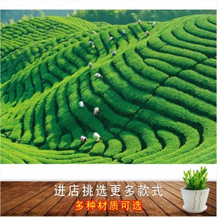 茶园自然风景画采茶园茶山图绿色田园风光茶叶茶馆装饰画墙贴画