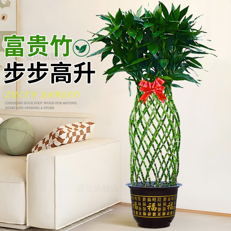 富贵竹水培植物富贵竹笼盆栽造型大型绿植办公室桌面乔迁送礼开业
