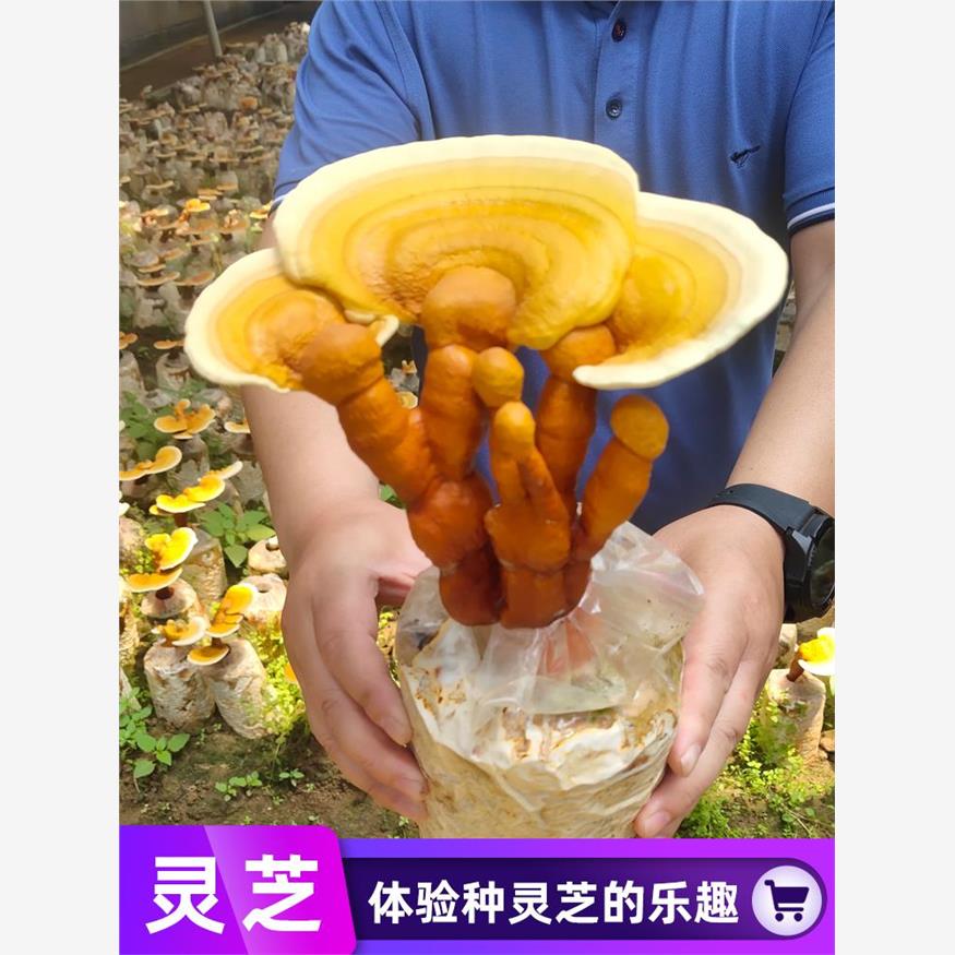 炫彩蘑盒网红趣味赤灵芝
