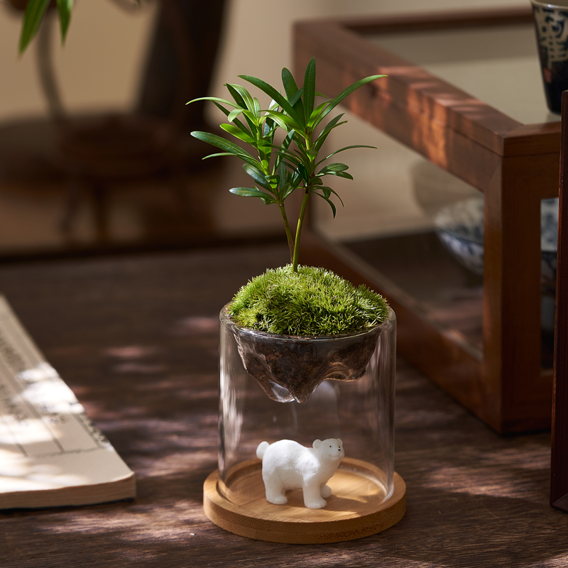苔藓微景观造景观山杯办公桌绿植创意植物室内盆景书桌摆件罗汉松