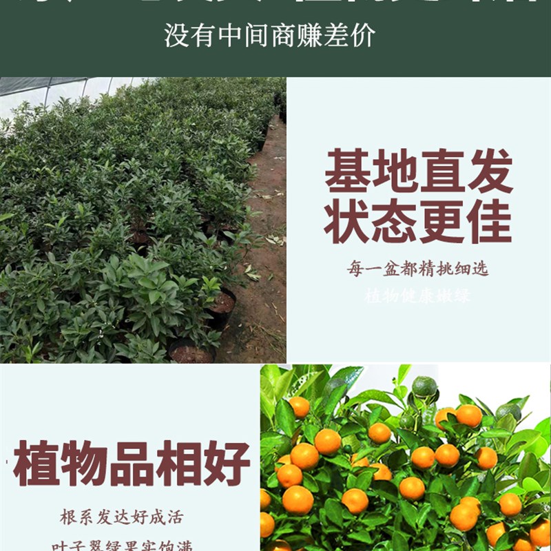四季金桔树苗盆栽带果客厅招财植物室内花卉绿植小橘子盆景年宵花