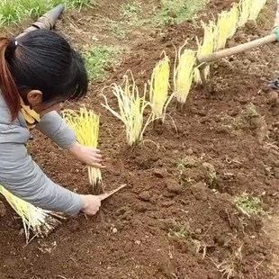 韭黄种植筒黑罩子家用隔光用套筒韭菜遮光筒韭黄遮阳桶农业圆柱盖