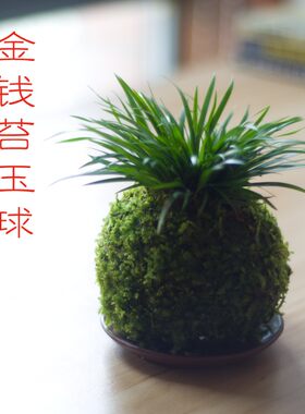金钱虎须菖蒲野梅文竹日式苔玉球茶台书房苔藓微景观禅意盆景摆件